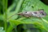 Glyphotaelius pellucidus